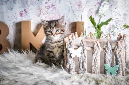 BKH-Kitten im Whiskas-Look Black-Silver-Classic-Tabby/-Spotted abzugeben