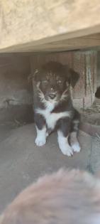 Australian Shepherds