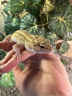 Leopardgeckos 2 Stück