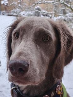 Langhaar-Weimaraner Wurf ab 9. 9. 25