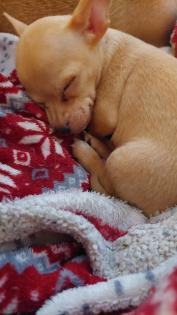 Süßer Chihuahua-Welpe Rüde in liebevolle Hände abzugeben -