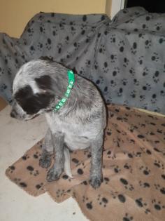 Australien Cattle Dog Mix Texas Heeler Australien Cattle dog x Shepard