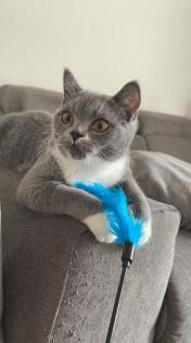 BKH Katzen suchen neues Zuhause