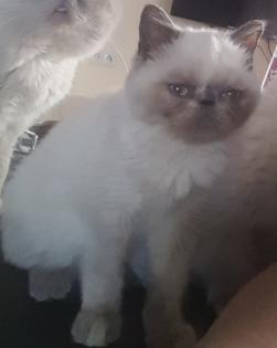 Colourpoint Exotic Shorthair blaue Augen Katze Jungtier