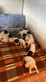 Lagotto Romagnolo Welpen