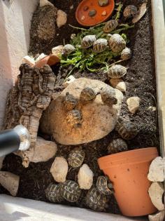 Griechische Landschildkröten NZ 2022