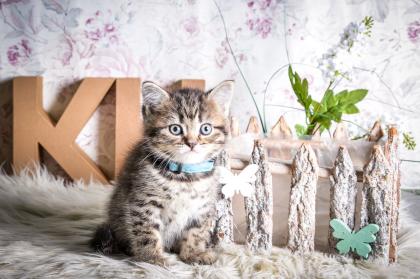 BKH-Kitten im Whiskas-Look Black-Silver-Classic-Tabby/-Spotted abzugeben