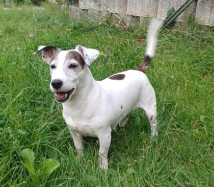 13 jähriger Jack russel Terrier rüde