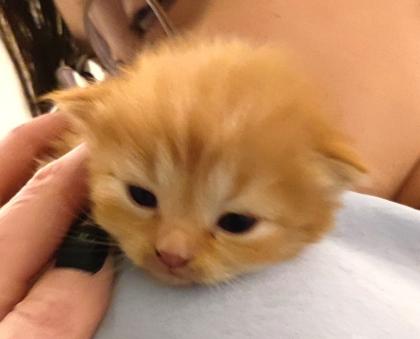 BKH und BLH Kitten suchen liebevolles Zuhause