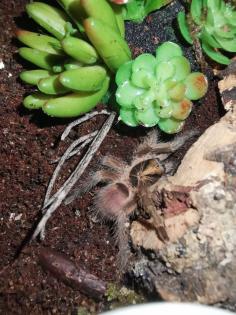 Zwergvogelspinne Neoholothele incei Nachzucht 7/23