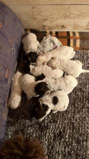 Lagotto Romagnolo Welpen