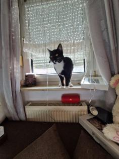 Suche schönen deckkater