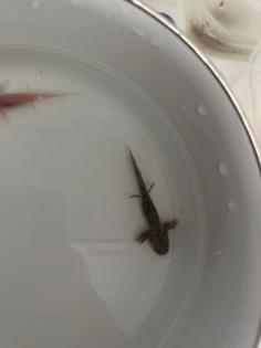 8 Juntier Axolotl zum Verkauf an