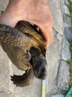 Verkaufe 2 griechische Landschildkröten männlich