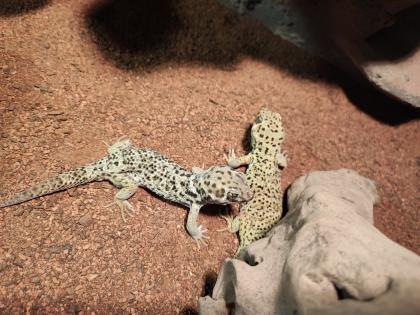 1. 2 Teratoscincus Roborowski - Wundergeckos adult