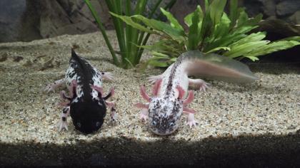 2 Harlekin Axolotl komplett mit Aquarium und Zubehör