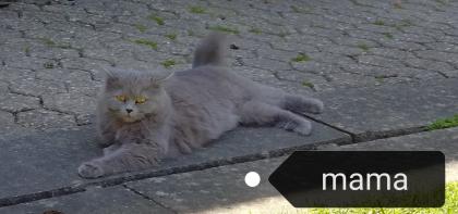 Perser Katze mit Nase