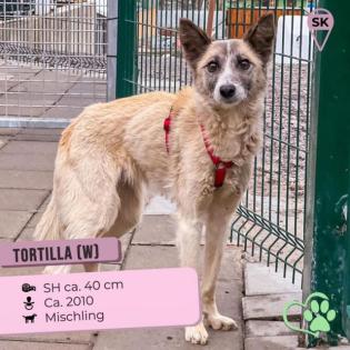Tortilla. ist eine tolle aktive und verspielte Hundedame