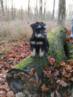 Süße Zwergschnauzer Welpen