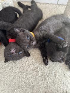 Siam Mix Kitten / Babykatze