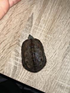 3 Kleine Dreikielschildkröten