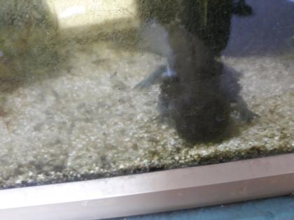 5 Axolotl Aquarium 160 cm Fische Steine