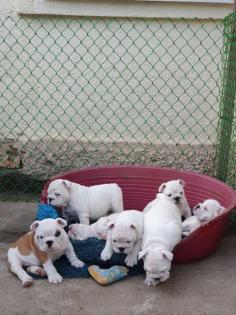 Traumhafte Englische Bulldoggen-Welpen suchen ihr Zuhause