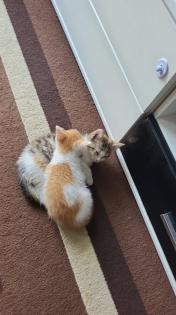 2 Katzen dringend abzugeben