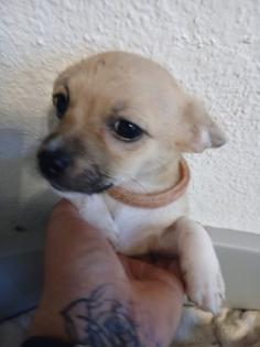 Jack-Russel -Chihuahua Mix Welpen