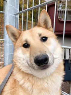 Tamayo - Angsthund - Shiba Inu-Mischling