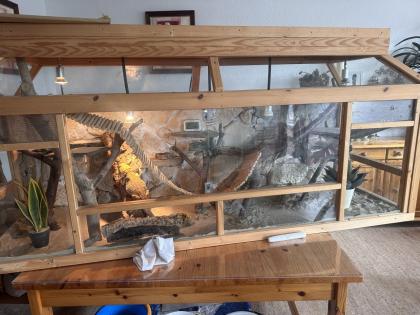 Terrarium mit viel Zubehör und 2 Bartagamen
