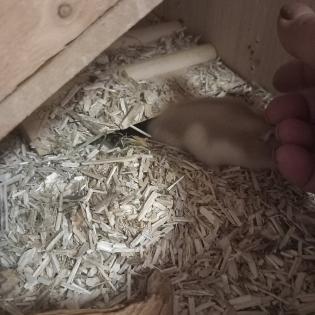 Zwerghamster 5 und 8 Wochen zu verschenken