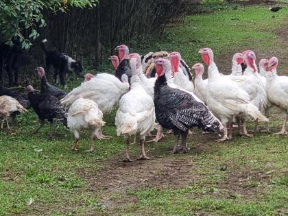 Truthähne Puten Turkey zu verkaufen