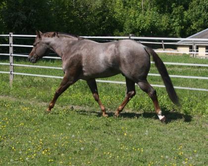 American Quarter Horse Deckhengst