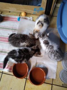Exotic Sorthair Kitten
