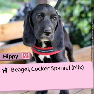 Die 5 Speagels - 4 Hündinnen 1 Rüde 4 Monate jung Beagle Cocker Spaniel Mix