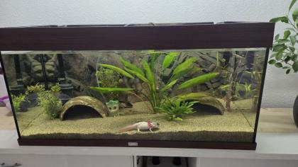 2 Harlekin Axolotl komplett mit Aquarium und Zubehör