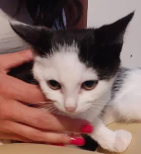 Orea - süßes Kitten sucht Zuhause aus dem Tierschutz / gechipt geimpft
