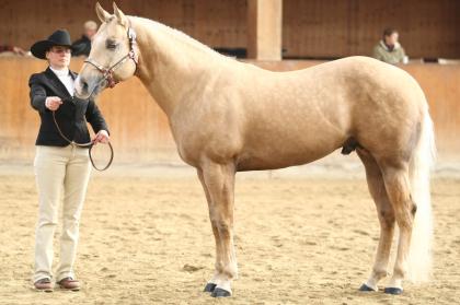 American Quarter Horse Deckhengst