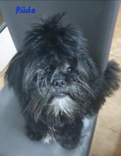 Shih Tzu-Pekingnese Welpe LETZTER RÜDE