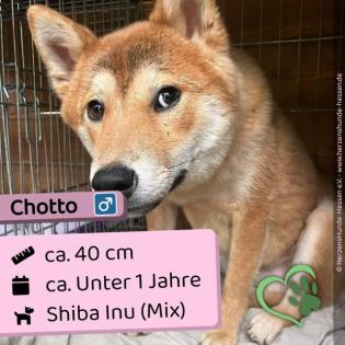 Chotto - freundlich total süss