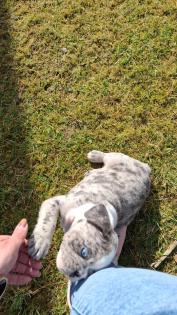Französische Bulldogge welpen