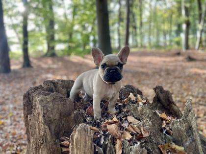 Süße Französische Bulldoggen Auszugsbereit