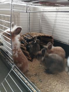 Reinrassige löwenkopfkaninchen Babys