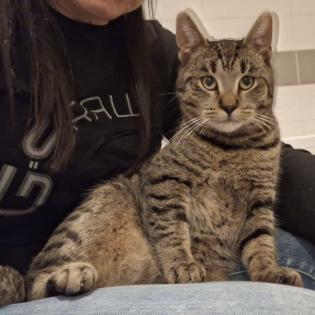 Fundkatze Gino sucht ein Zuhause