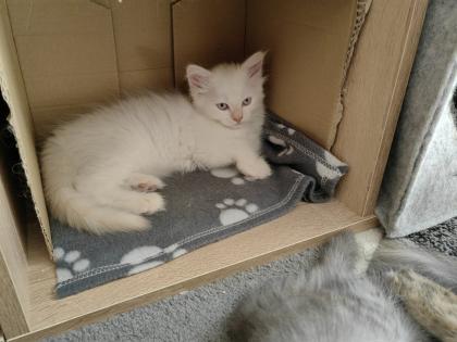 Maine Coon /BLH Katerchen Archie sucht ab 01. 08. 23 sein Zuhause