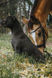 Ganz tolle Familienhündin American Bully -Mix
