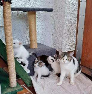 Katzenbabys grau weiß getigert