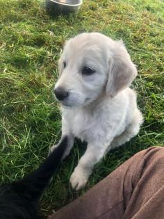 Goldendoodle Welpen Allergiker geeignet