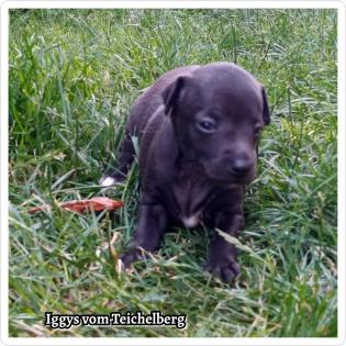 Italienisches Windspiel bunt Nordbayern